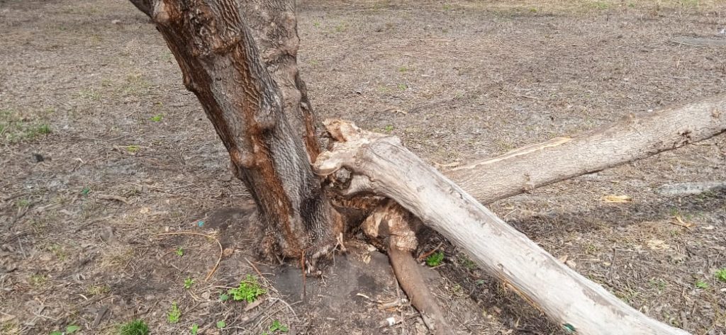 В Новокузнецке рухнуло дерево