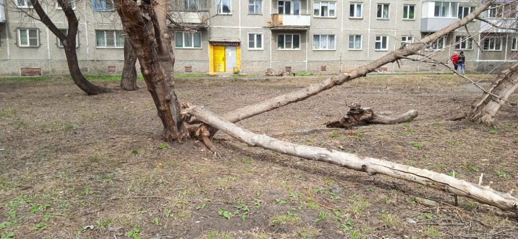 В Новокузнецке рухнуло дерево