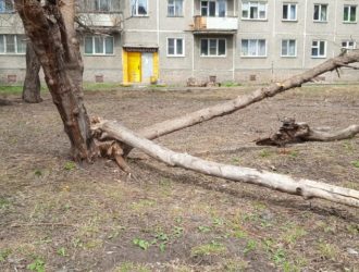 В Новокузнецке рухнуло дерево