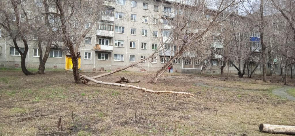 В Новокузнецке рухнуло дерево