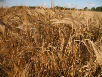 Россия достигла рекордных высот в экспорте агропродукции