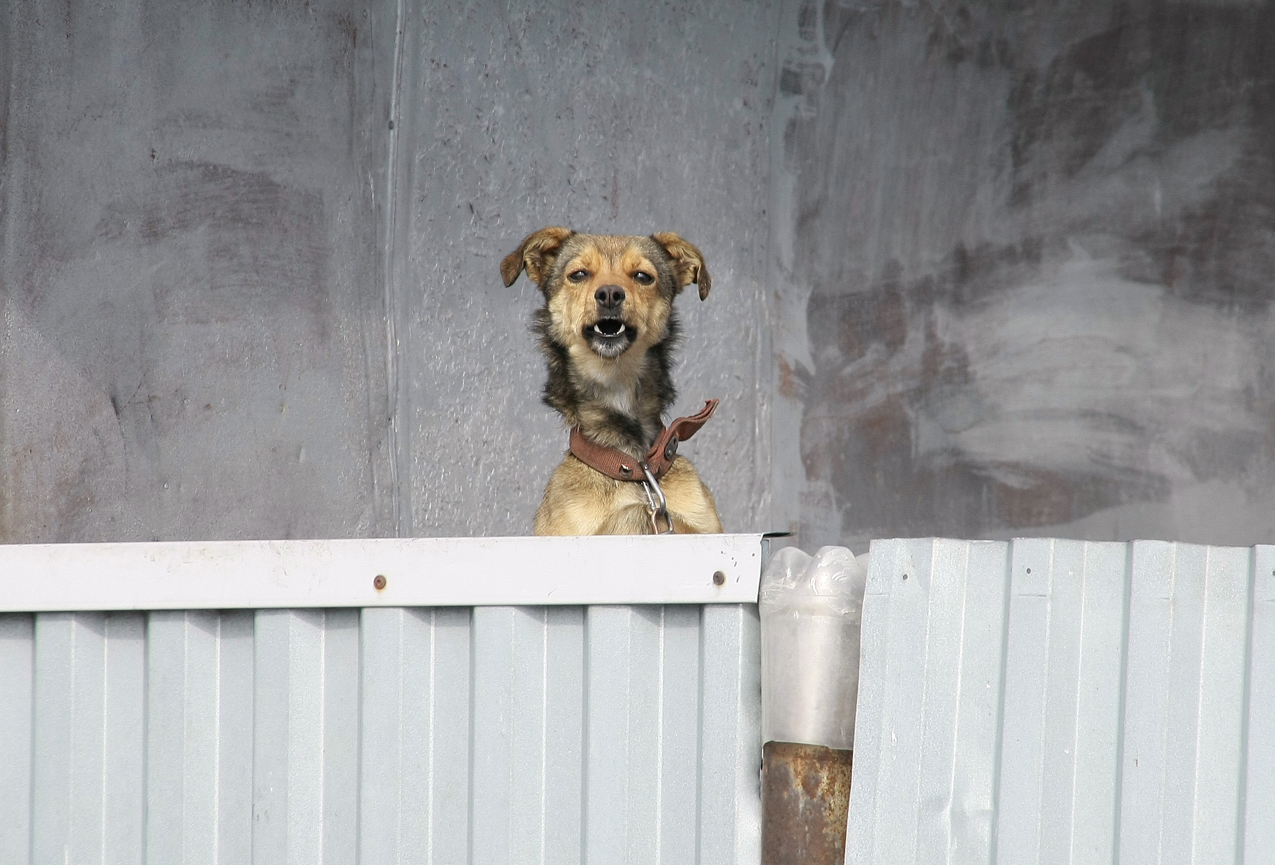 В российском городе ввели режим ЧС из-за нападений собак на людей