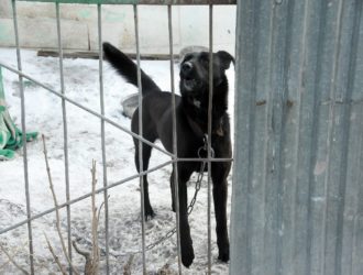Администрация Мариинского округа заплатит пенсионерке за укусы бродячих собак