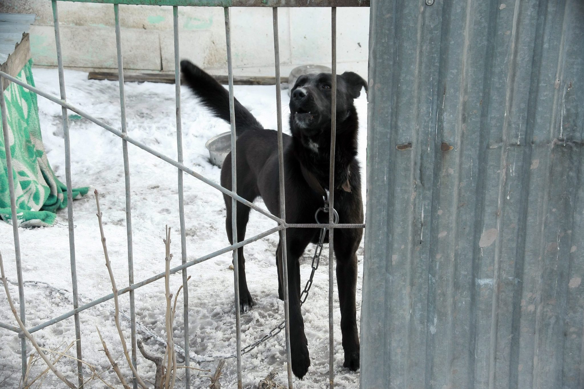 В Кемерове на бездомных животных потратят 11 миллионов