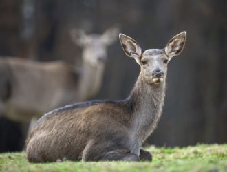 Браконьерам в Кузбассе дали условный срок за убийство двух косуль