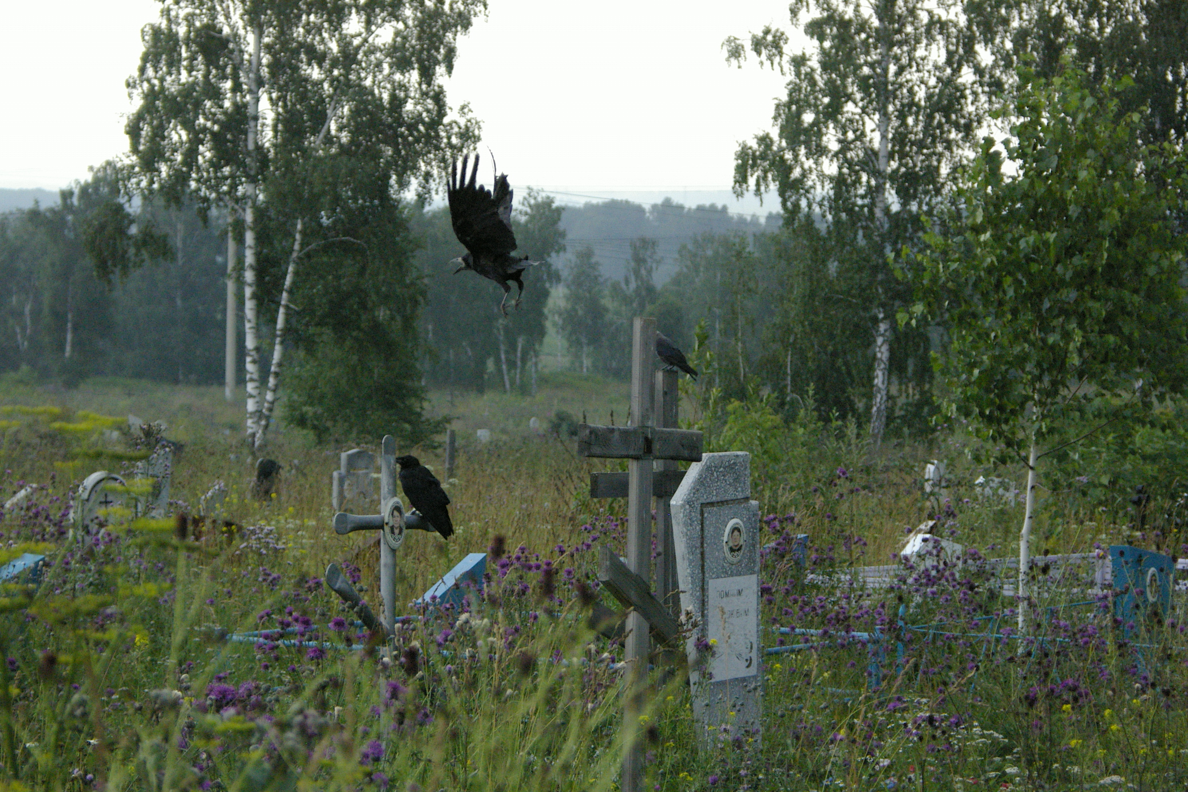 Кузбасс возглавил рейтинг сибирских городов по смертности