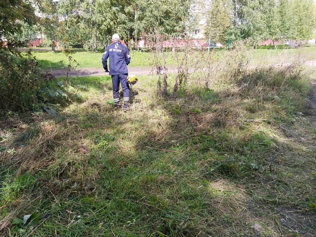 В Новокузнецке уничтожили плантацию конопли