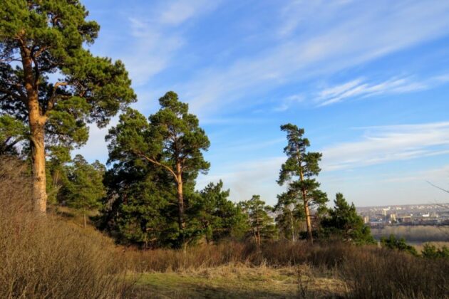 Жители Гурьевска получили тюремный срок за незаконную вырубку леса