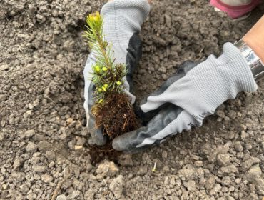 Сергей Цивилев: в Кузбассе высадили миллионное дерево акции «Сад Памяти» – 2023