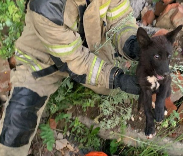 Кемеровские спасатели вызволили щенка из «ловушки»