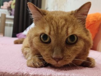 Новокузнечанин, убивший своих котов, проходит принудительное лечение