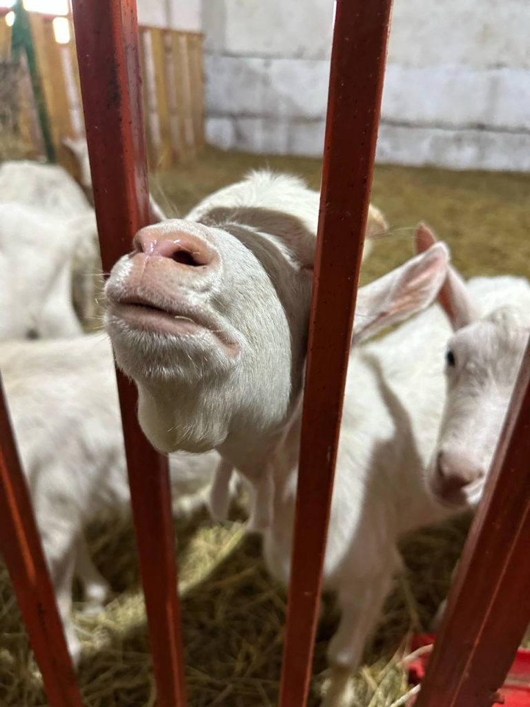 Доение козы и «закулисье» молочного завода: в Кузбассе для журналистов и блогеров провели пресс-тур по фермерским хозяйствам