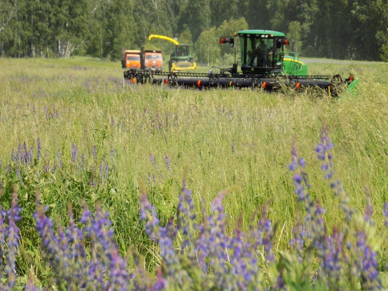 В Кузбассе производители масличных культур в рамках нацпроекта получили 16,7 млн рублей