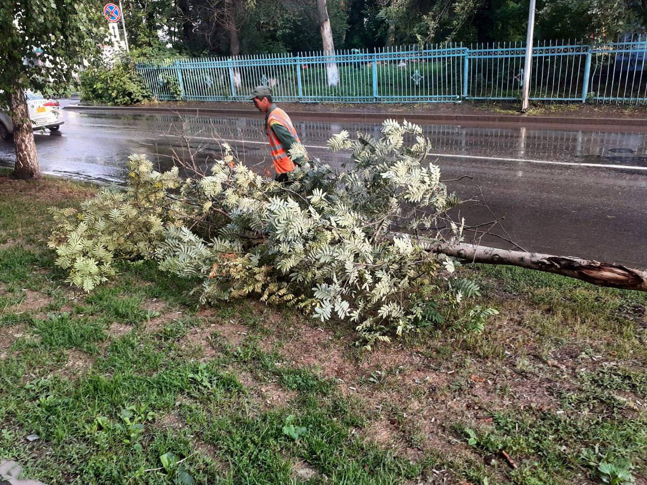 В городские службы Кемерова поступило более 100 сообщений об упавших деревьях