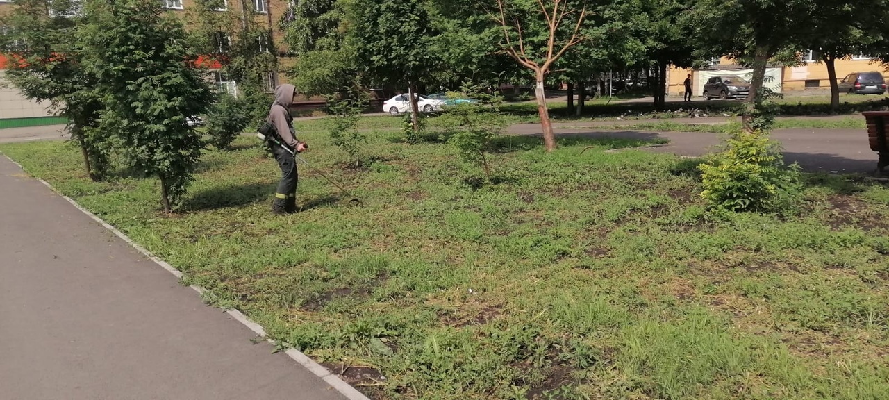 Крапиву приняли за коноплю: в Новокузнецке скосили газон по ложной тревоге