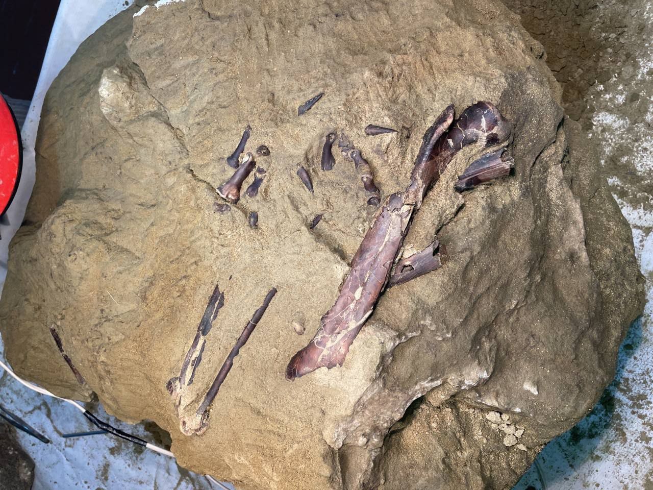 На территории Кузбасса впервые в России найдены окаменелости хищного динозавра мелового периода