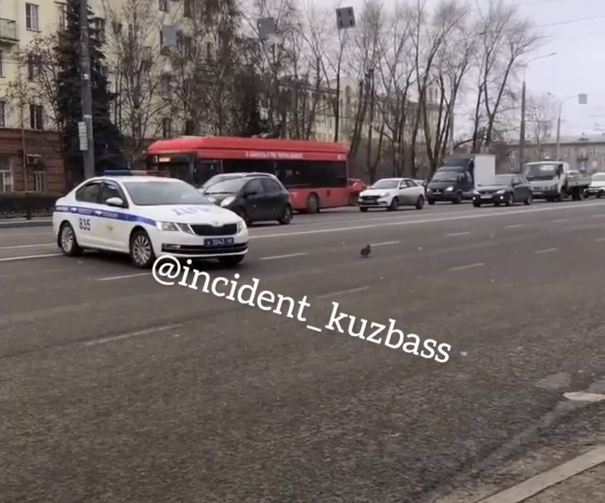 В Новокузнецке сотрудники ГИБДД перекрыли дорогу ради утки
