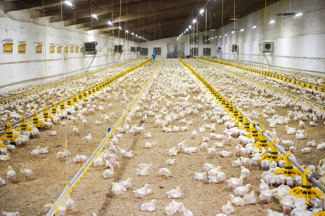 Минсельхоз РФ предложил запретить экспорт яиц и мяса птицы на полгода