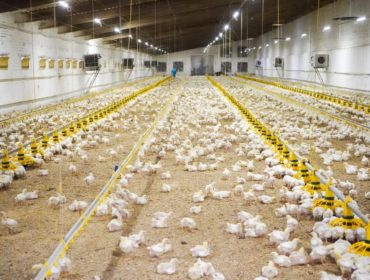 ФАС проверит обоснованность цен у крупных производителей куриного мяса в России