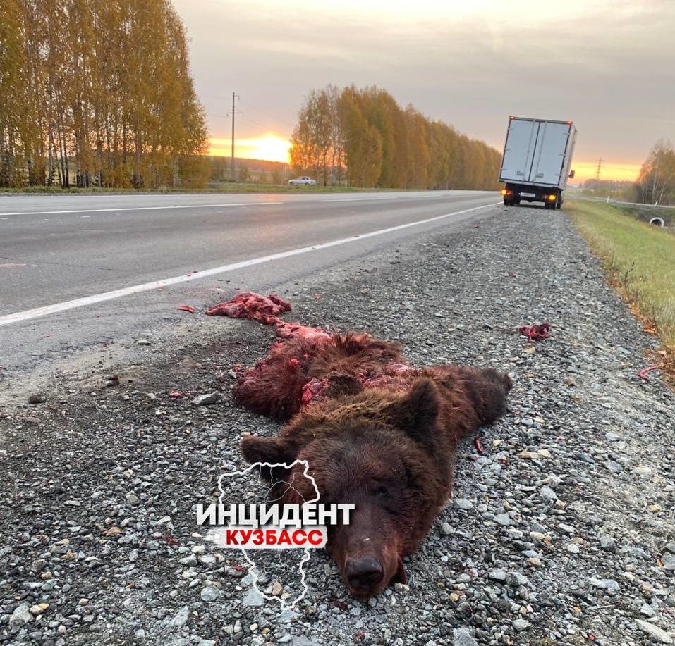 Соцсети: на кузбасской трассе напополам разорвало медведя