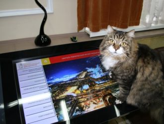 Кот Томас из Новокузнецка снялся в фильме на федеральном канале