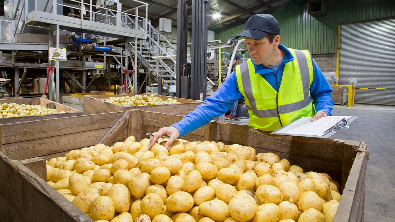 Правительство РФ расширит поддержку производителей картофеля и других овощей в регионах