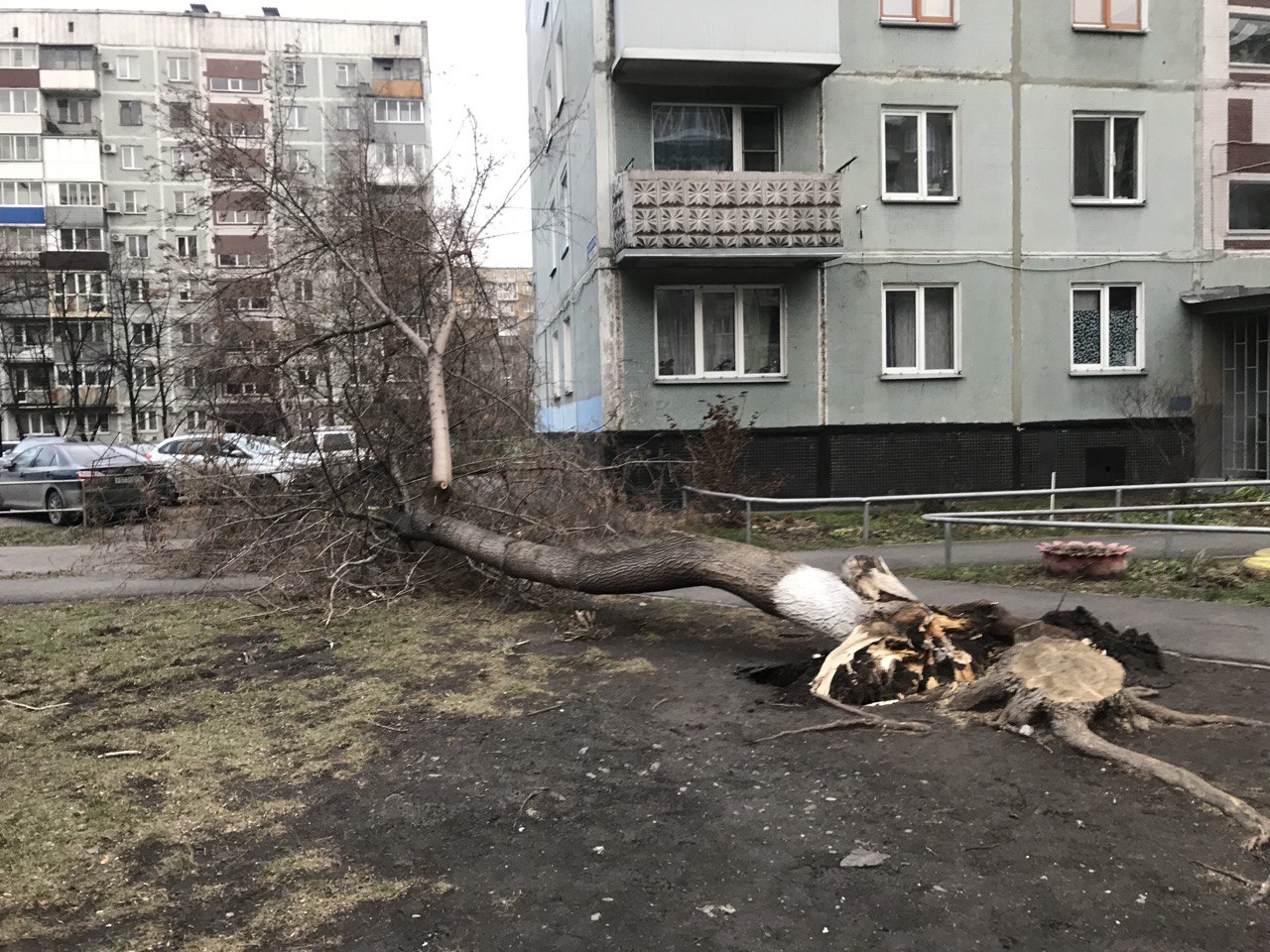 В Новокузнецке перебои с электричеством и повалены деревья из-за сильного ветра
