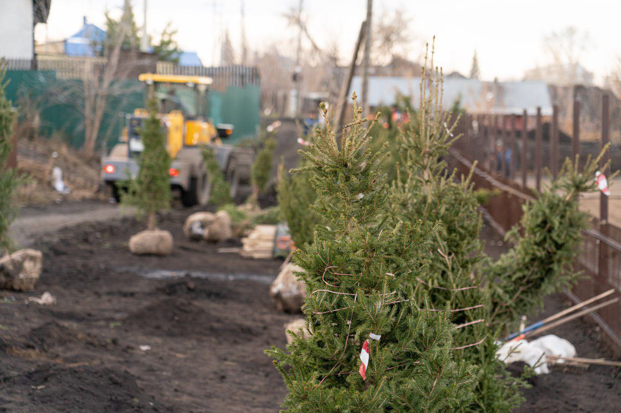 В Кемерове в зоне реновации высадили более ста молодых деревьев