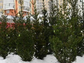 В Кузбассе к Новому году разрешили срубить более 17 тысяч ёлок