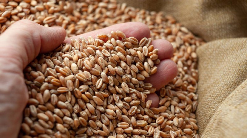 Правительство РФ ввело временный запрет на экспорт твердой пшеницы 