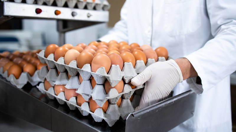 Правительство утвердило постановление о беспошлинном ввозе яиц в Россию