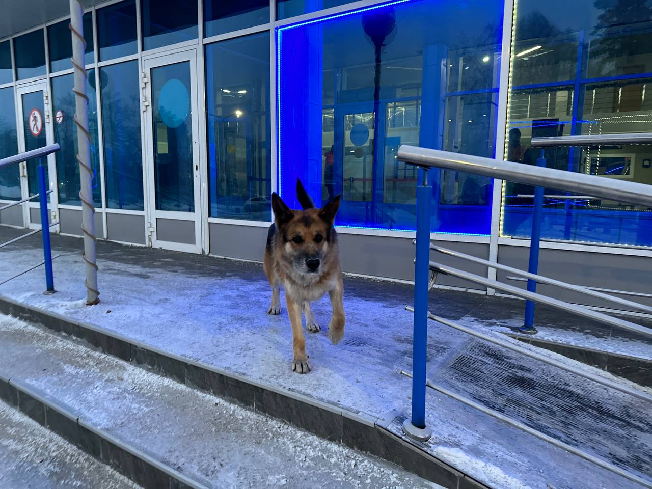 В аэропорту Новокузнецка пригрели потерявшегося пса, хозяев просят откликнуться