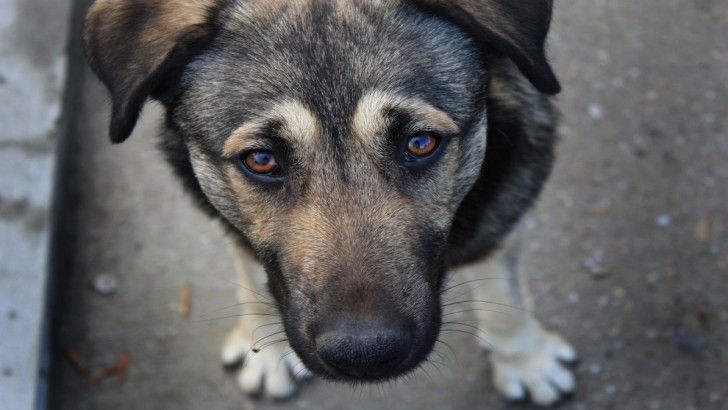 В Кемерове женщина бросила бойцовую собаку на улице в мороз