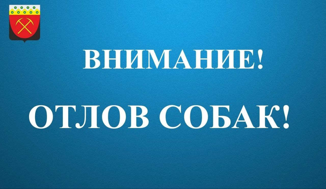 Жителей Гурьевского округа предупреждают об отлове собак, которые гуляют сами по себе