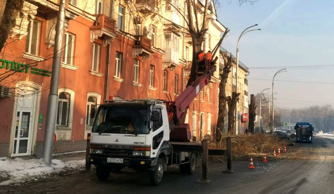 В Кемерове в одном из районов заменят 170 деревьев