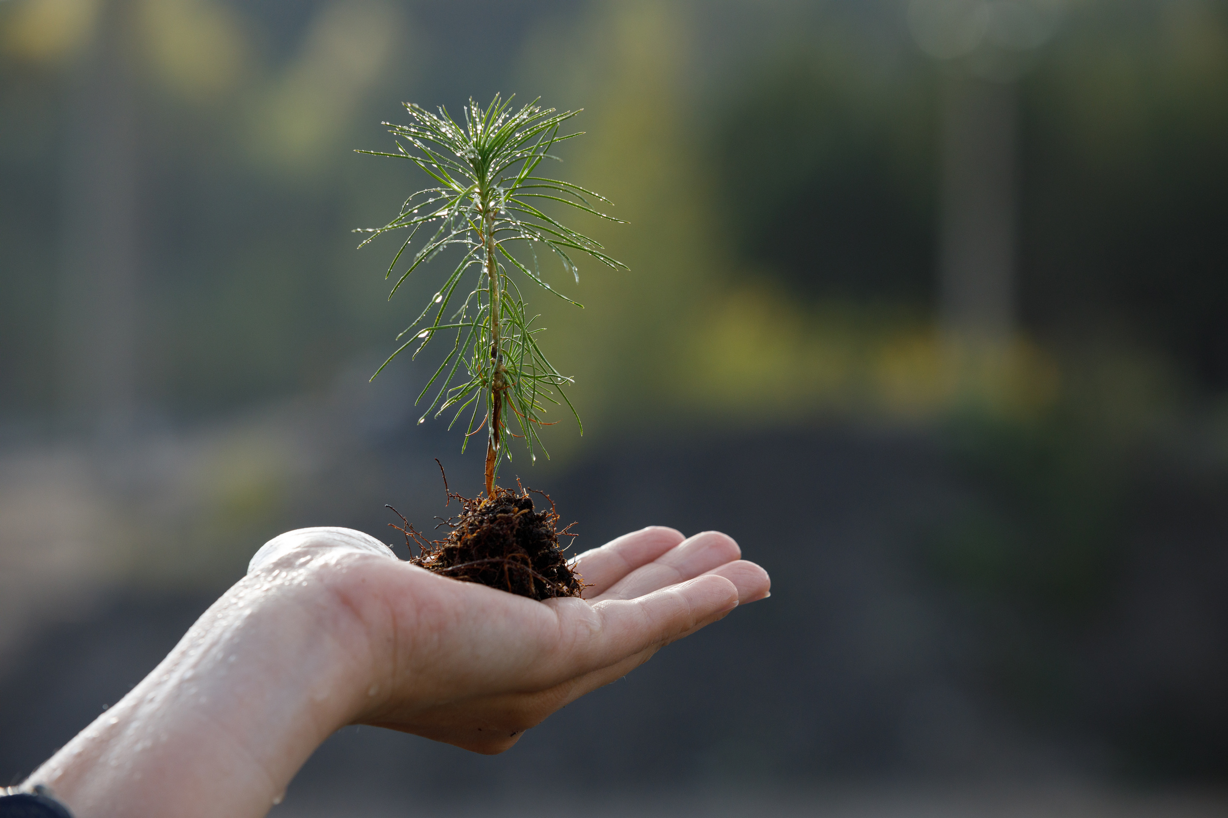 «Кузбассразрезуголь» планирует высадить более двух миллионов деревьев