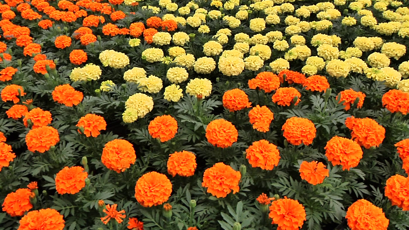Ко Дню Победы Новокузнецк украсят более миллиона цветов