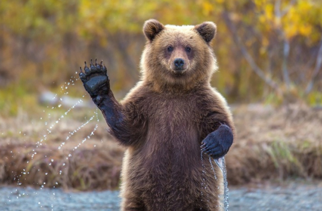 В Кузбассе медвежонка заметили рядом с разрезом