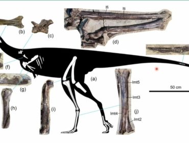 В Кузбассе обнаружили уникальные останки динозавра