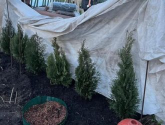 Беловчанка посадила на своём участке украденные растения
