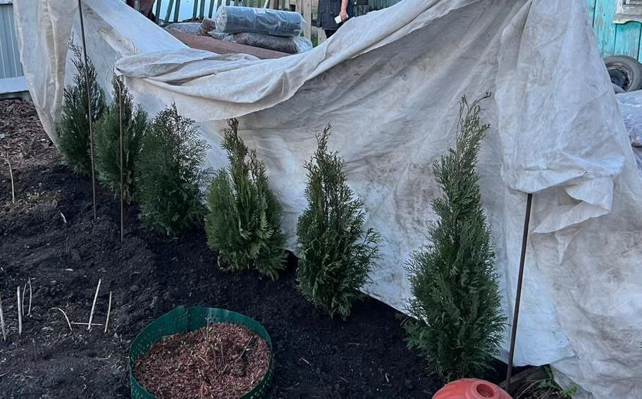 Беловчанка посадила на своём участке украденные растения