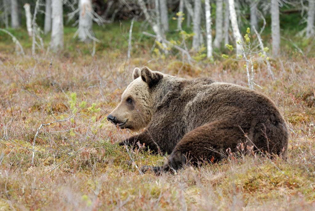 В Новокузнецком округе медведь задрал домашний скот