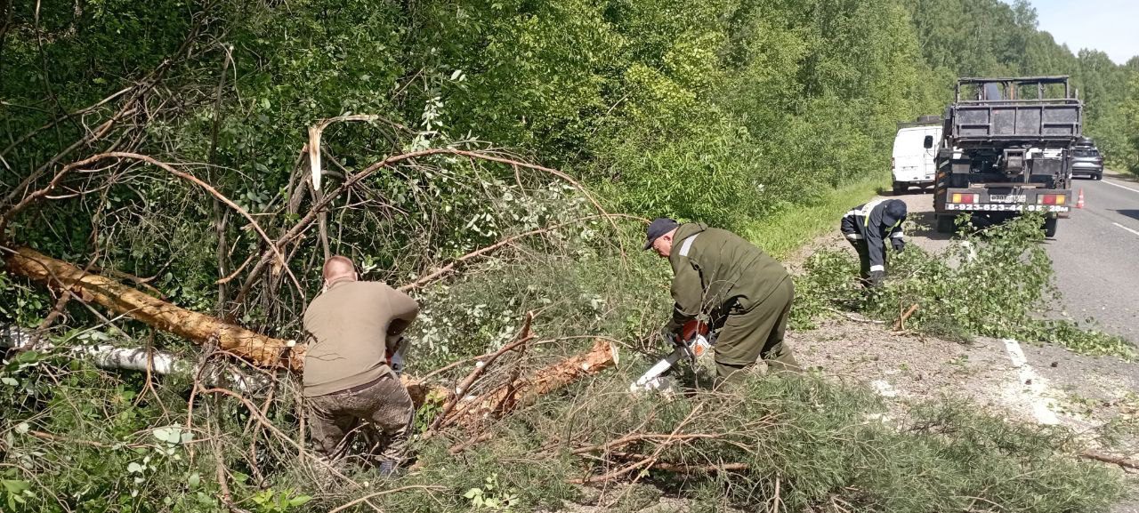 Опасные деревья, накренившиеся над дорогой в Новокузнецком округе, убрали