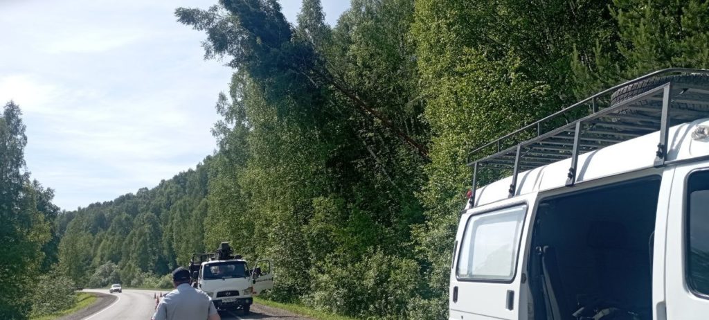 Опасные деревья, накренившиеся над дорогой в Новокузнецком округе, убрали