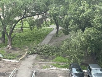 Даже от небольшого ветра в Новокузнецке валятся деревья