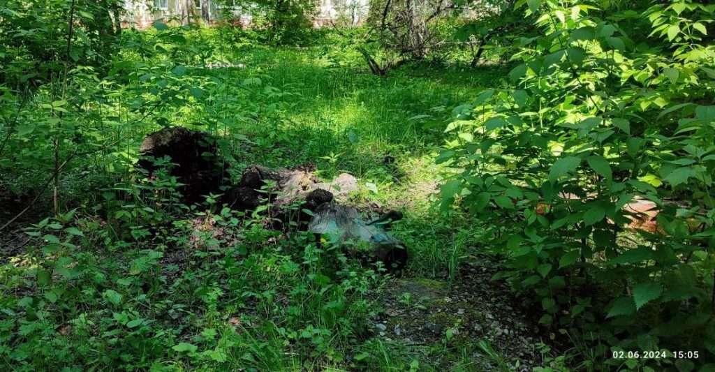 Завалы из деревьев и мусора в центре Новокузнецка беспокоят горожан