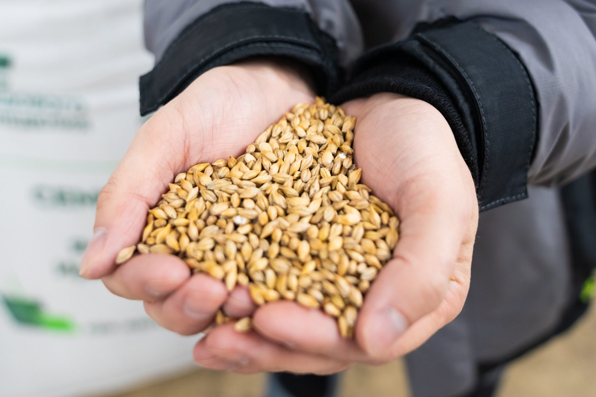 Кузбасские аграрии увеличили производство семян пшеницы, гороха и ячменя