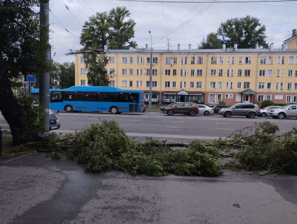 Аварийные деревья продолжают беспокоить новокузнечан