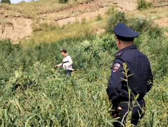 В Новокузнецке ликвидировали поле дикорастущей конопли