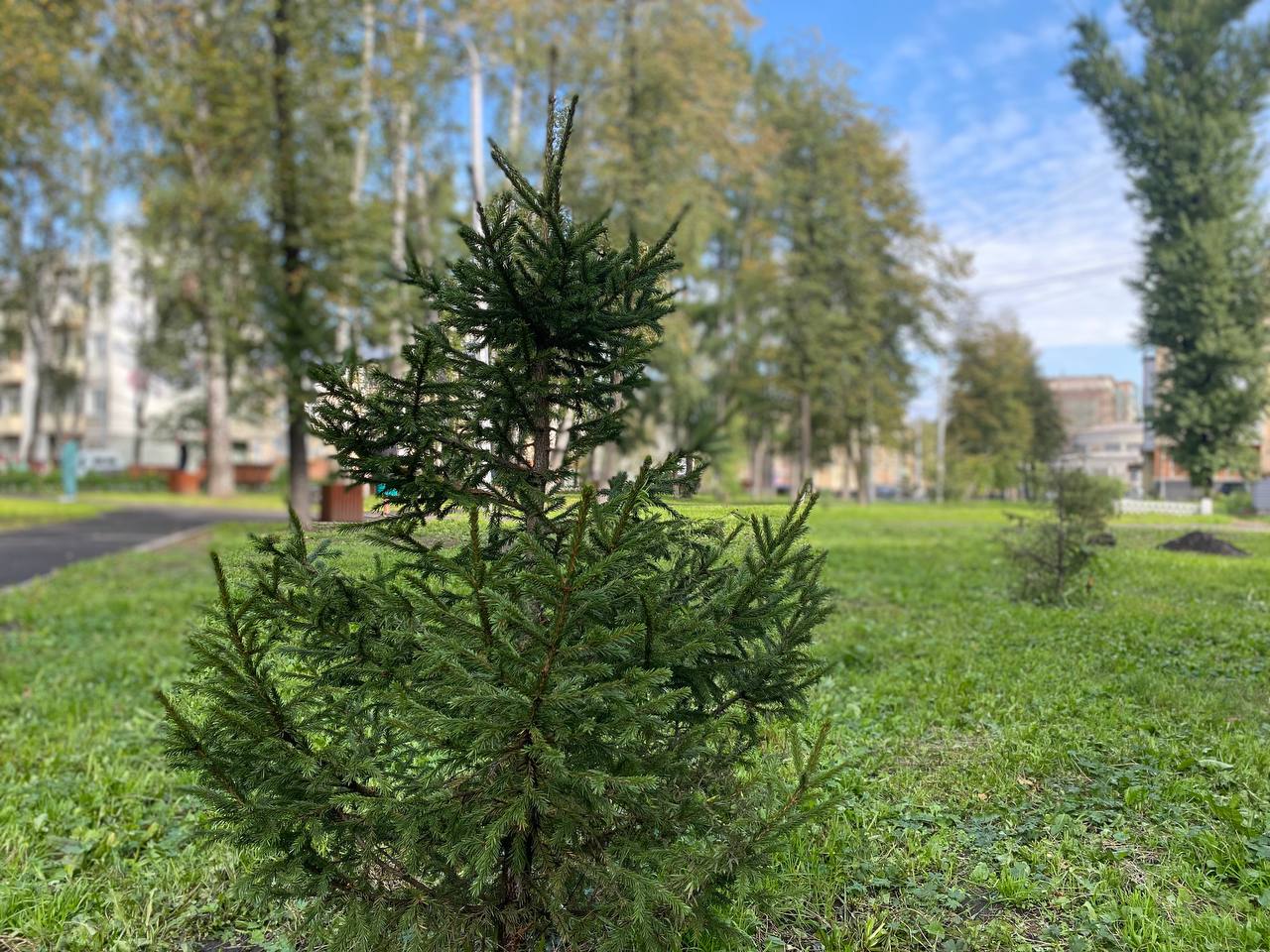 Новокузнечан приглашают посадить свое дерево